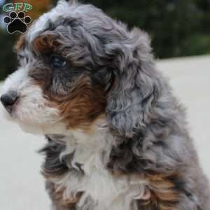 Skipper, Mini Bernedoodle Puppy