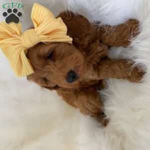 Little Roo, Mini Goldendoodle Puppy