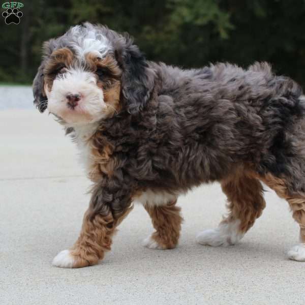Sandy, Mini Bernedoodle Puppy