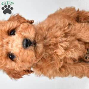 Pearl, Mini Goldendoodle Puppy