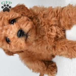 Pearl, Mini Goldendoodle Puppy
