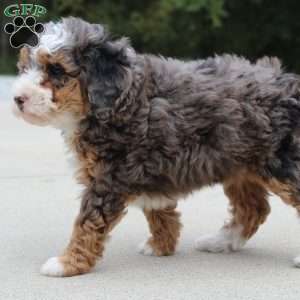 Sandy, Mini Bernedoodle Puppy