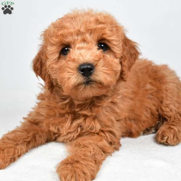 Pearl, Mini Goldendoodle Puppy