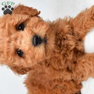 Pearl, Mini Goldendoodle Puppy