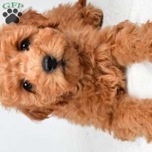 Pearl, Mini Goldendoodle Puppy