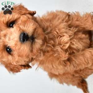Pearl, Mini Goldendoodle Puppy