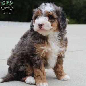 Sandy, Mini Bernedoodle Puppy