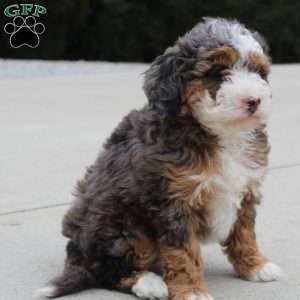 Sandy, Mini Bernedoodle Puppy