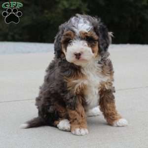 Sandy, Mini Bernedoodle Puppy