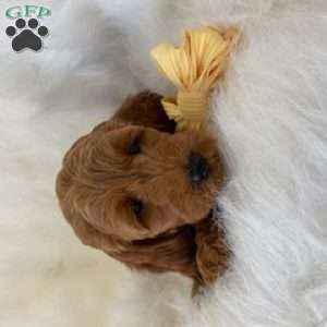 Little Roo, Mini Goldendoodle Puppy