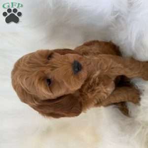 Little Roo, Mini Goldendoodle Puppy