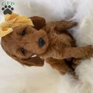 Little Roo, Mini Goldendoodle Puppy
