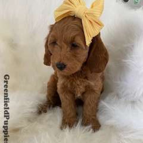 Little Roo, Mini Goldendoodle Puppy