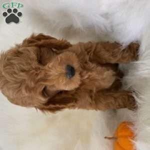 Pooh Bear, Mini Goldendoodle Puppy