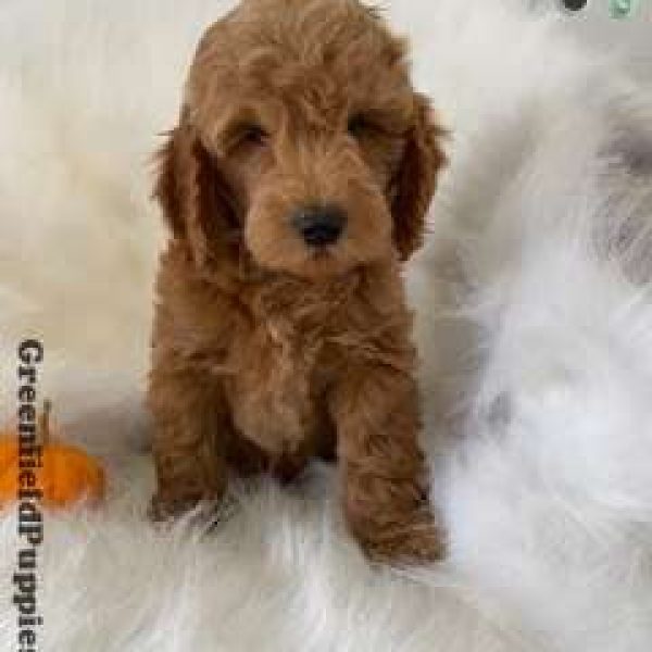 Pooh Bear, Mini Goldendoodle Puppy
