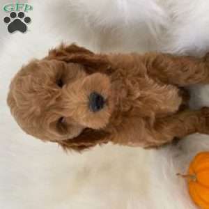 Pooh Bear, Mini Goldendoodle Puppy
