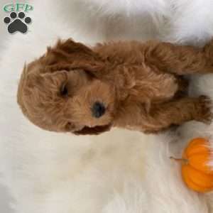 Pooh Bear, Mini Goldendoodle Puppy