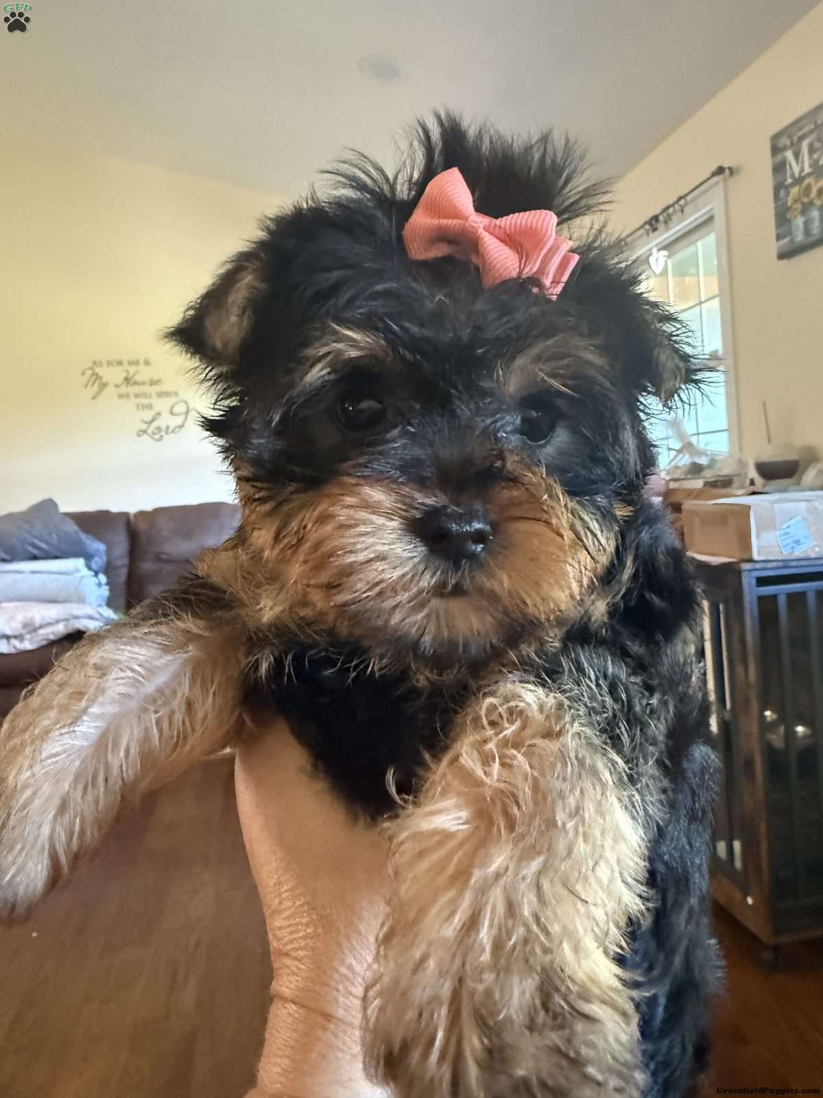 Joy (Yorkshire Terrier, Female) in Cumberland, OH