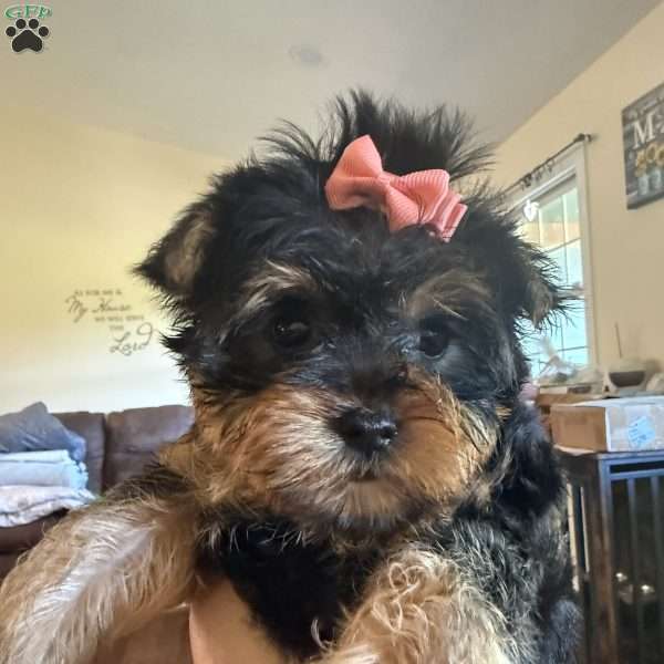 Joy, Yorkie Puppy