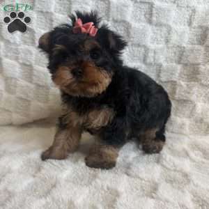 Joy, Yorkie Puppy