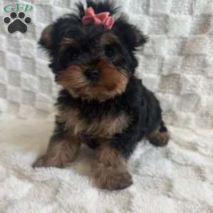 Joy, Yorkie Puppy
