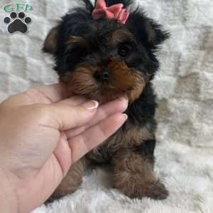 Joy, Yorkie Puppy