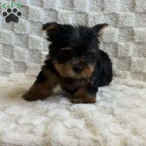Jubal, Yorkie Puppy