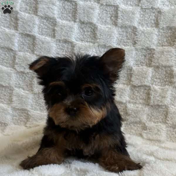 Jubal, Yorkie Puppy