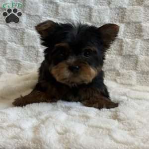Jubal, Yorkie Puppy