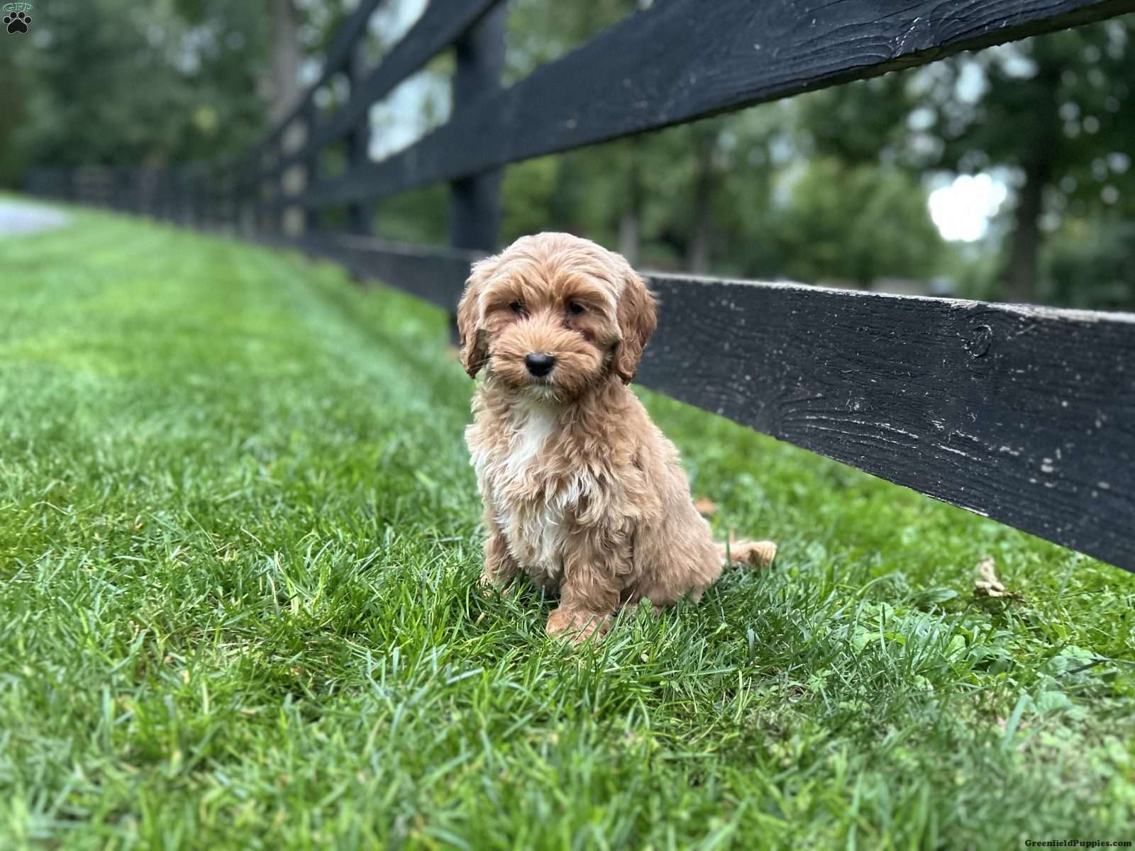Autumn (Doodle / designer cross, Female) in East Earl, PA