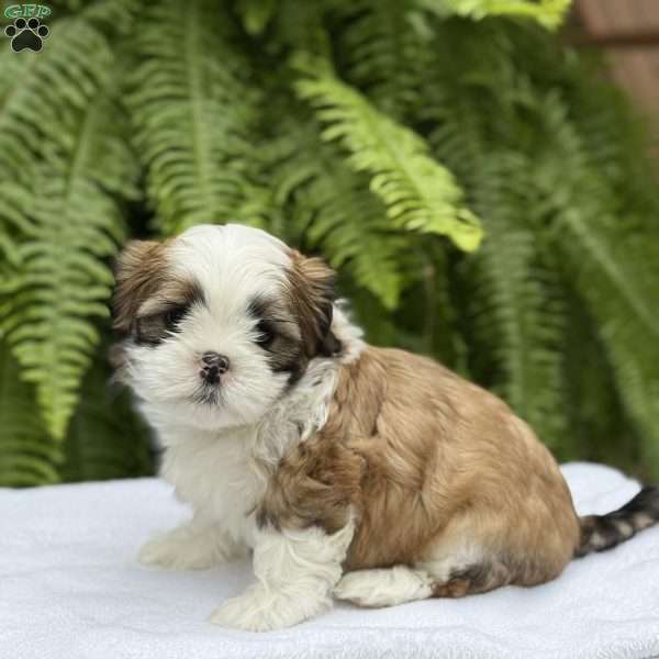 Rootbeer, Teddy Bear Puppy