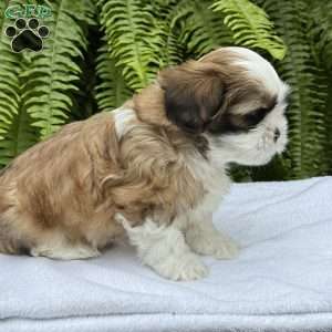 Rootbeer, Teddy Bear Puppy