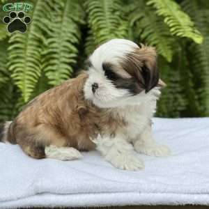 Rootbeer, Teddy Bear Puppy