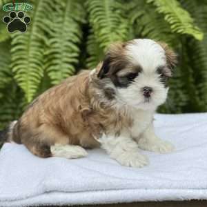 Rootbeer, Teddy Bear Puppy