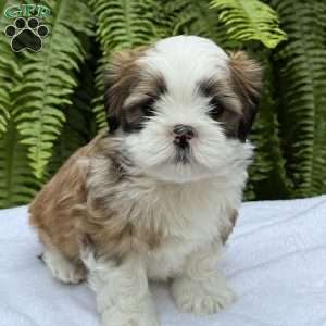 Rootbeer, Teddy Bear Puppy