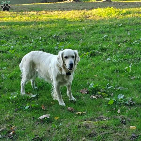 Molly, English Cream Golden Retriever Puppy