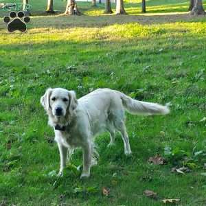 Molly, English Cream Golden Retriever Puppy
