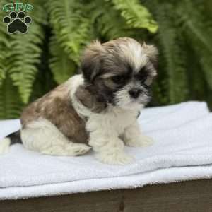 Pepsi, Teddy Bear Puppy
