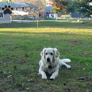 Molly, English Cream Golden Retriever Puppy