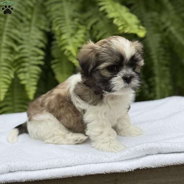 Pepsi, Teddy Bear Puppy