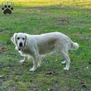 Molly, English Cream Golden Retriever Puppy
