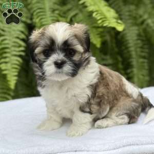 Pepsi, Teddy Bear Puppy
