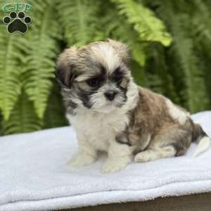 Pepsi, Teddy Bear Puppy
