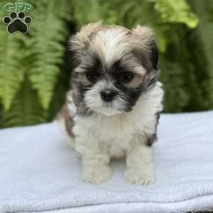 Pepsi, Teddy Bear Puppy