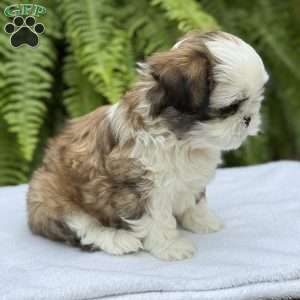 Coca-Cola, Teddy Bear Puppy