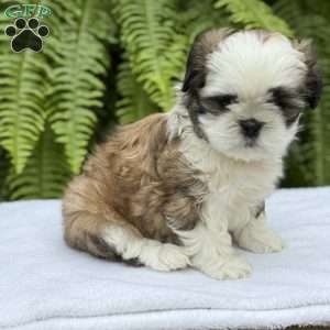 Coca-Cola, Teddy Bear Puppy