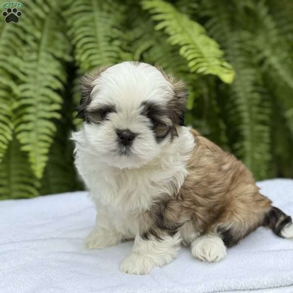 Coca-Cola, Teddy Bear Puppy