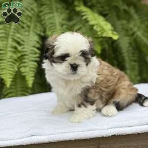 Coca-Cola, Teddy Bear Puppy