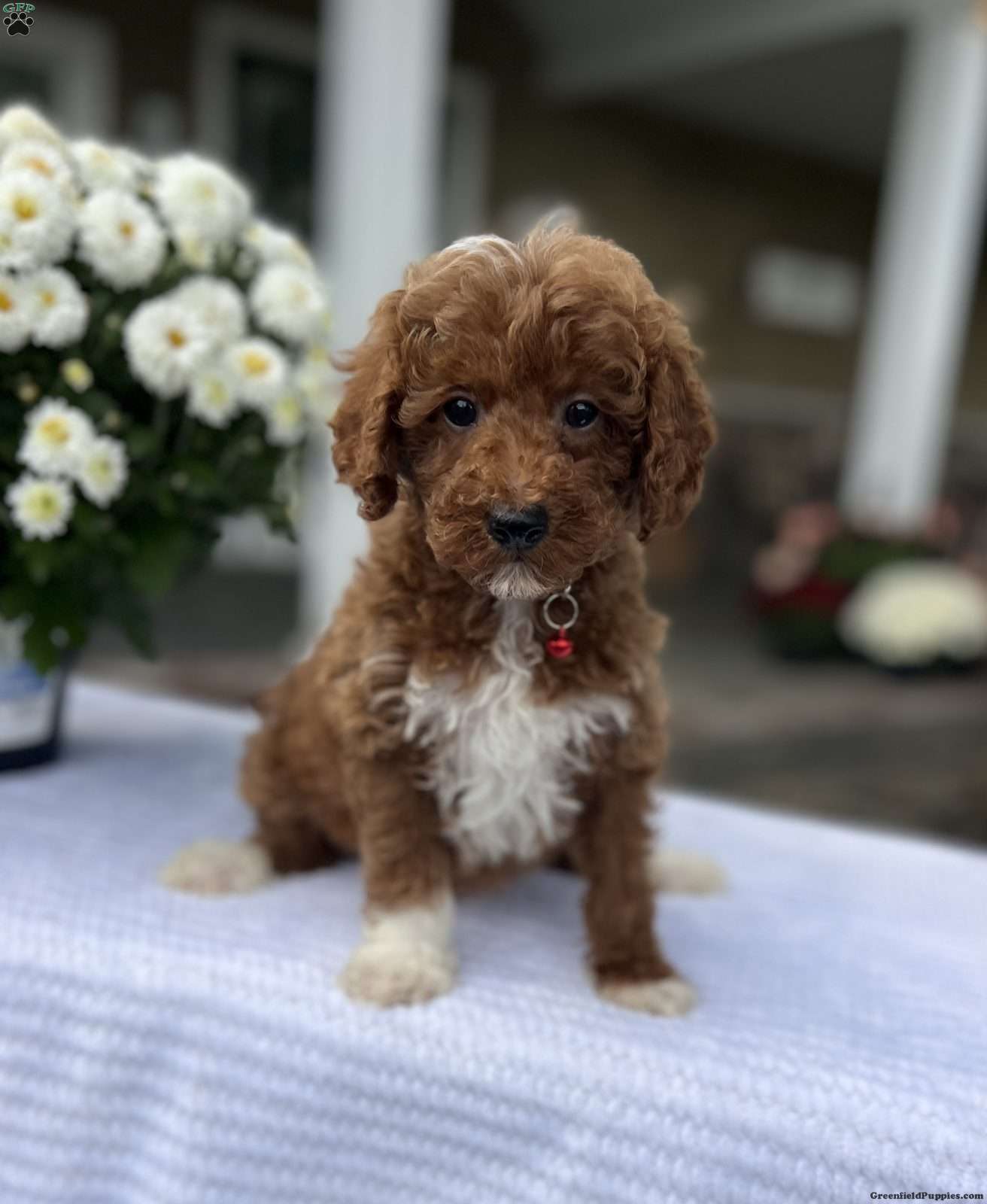 Archie (Doodle / designer cross, Male) in Warsaw, NY