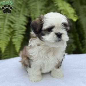 Coca-Cola, Teddy Bear Puppy